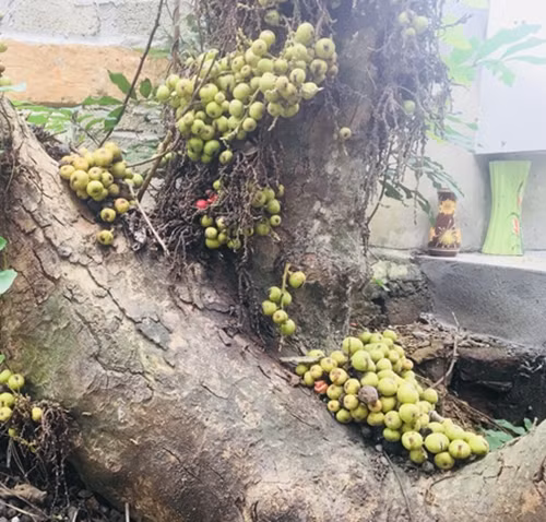 Quả sung thường mọc thành chùm trên cành nhỏ, mọc thành cặp màu xanh. Khi chín, quả sung có màu cam ánh đỏ. Ảnh: Dân Việt