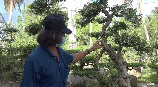 Vài năm gần đây, nhiều người dân huyện Gò Công Tây (tỉnh Tiền Giang) chuyển đổi, đầu tư mở rộng trồng mai chiếu thủy nu để nâng cao thu nhập. Ảnh: Báo ấp bắc