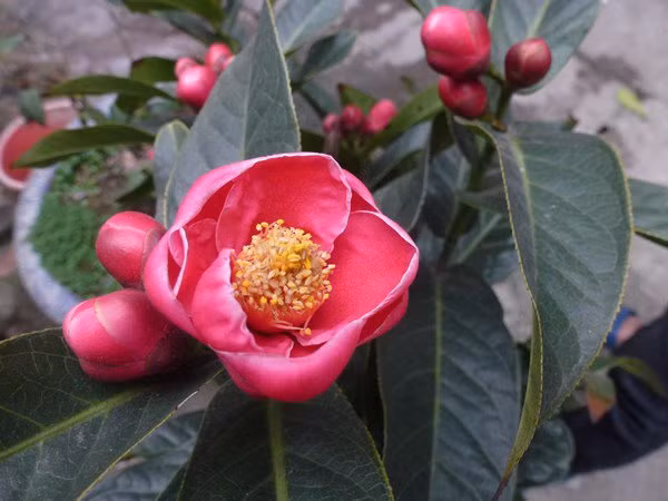 Hoa hải đường tượng trưng cho sự giàu sang và phú quý. Hải đường thường nở vào mùa xuân mang ý nghĩa may mắn, tài lộc và phú quý. Ảnh: Internet