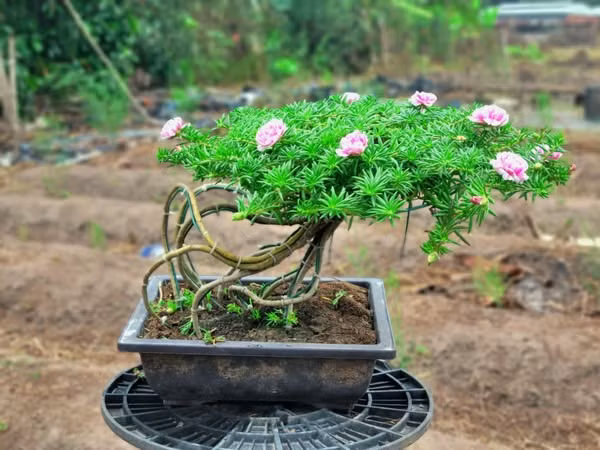 Với đặc tính dễ sinh trưởng, thân cây mềm, hoa mười giờ dễ tạo dáng. Hoa mười giờ hiện nay được lai tạo cho hoa gần như quanh năm nên thích hợp để trồng bonsai. Ảnh: FB Dương Bình