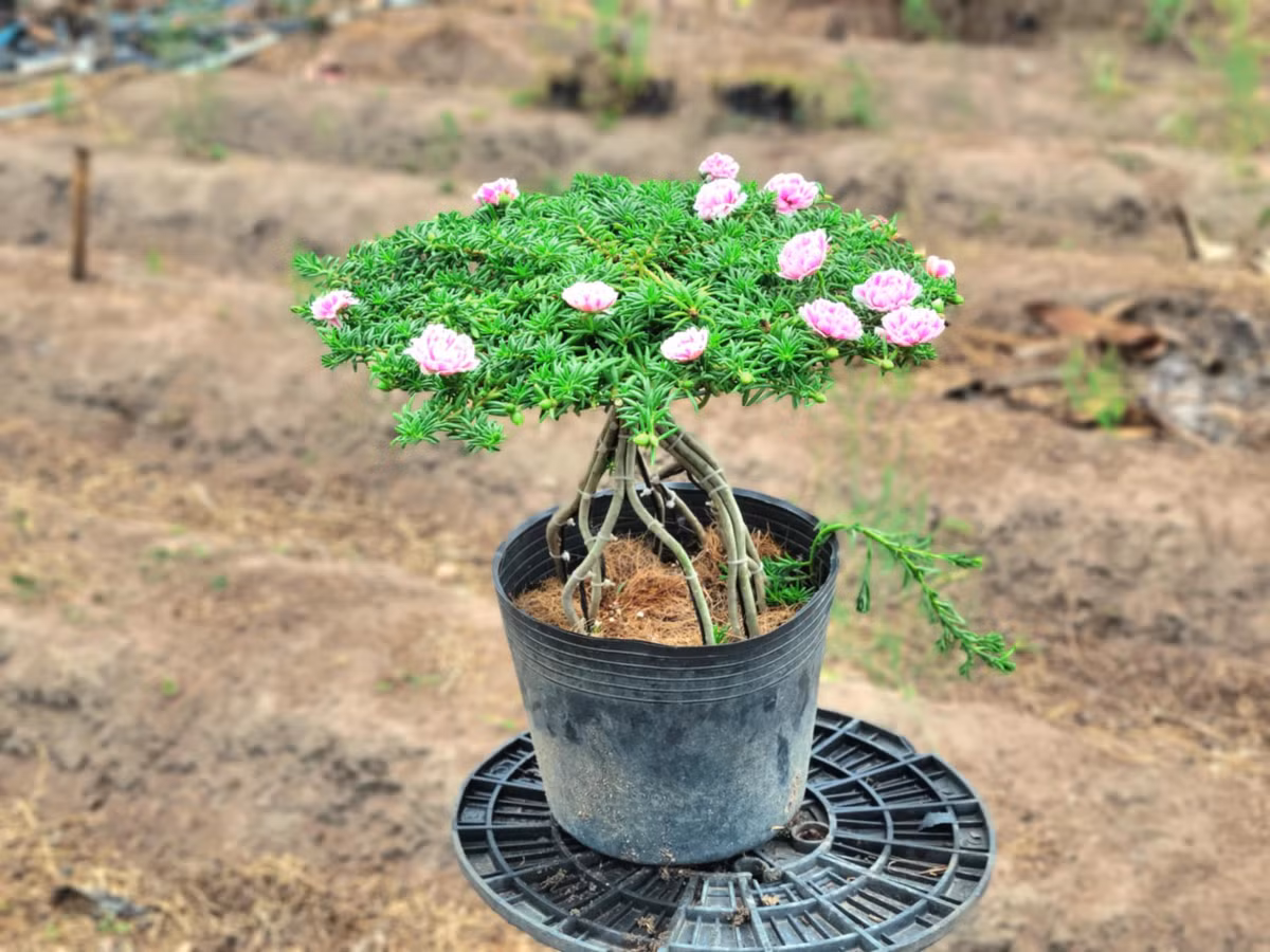 Trên các hội nhóm cây cảnh, nhiều tác phẩm bonsai hoa mười giờ dáng đẹp được nhiều người hỏi mua giá cả triệu đồng. Ảnh: FB Dương Bình