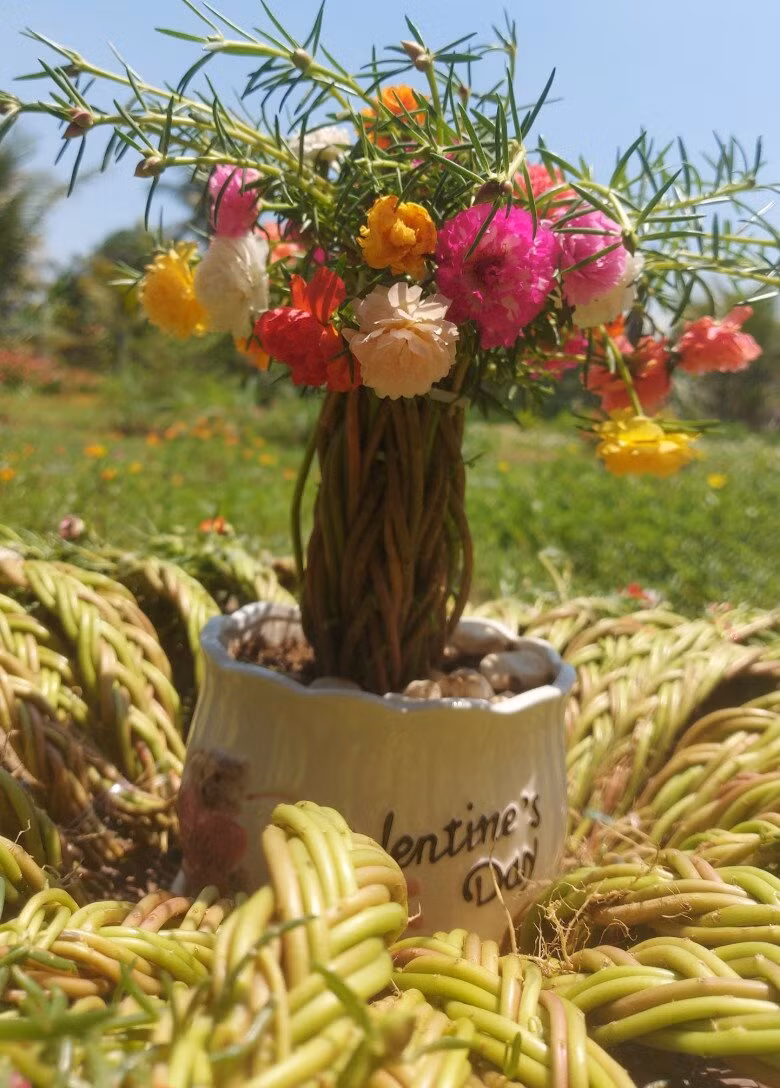 Bonsai mười giờ nhiều màu sắc ngày càng được ưa chuộng. Ảnh: Facebook