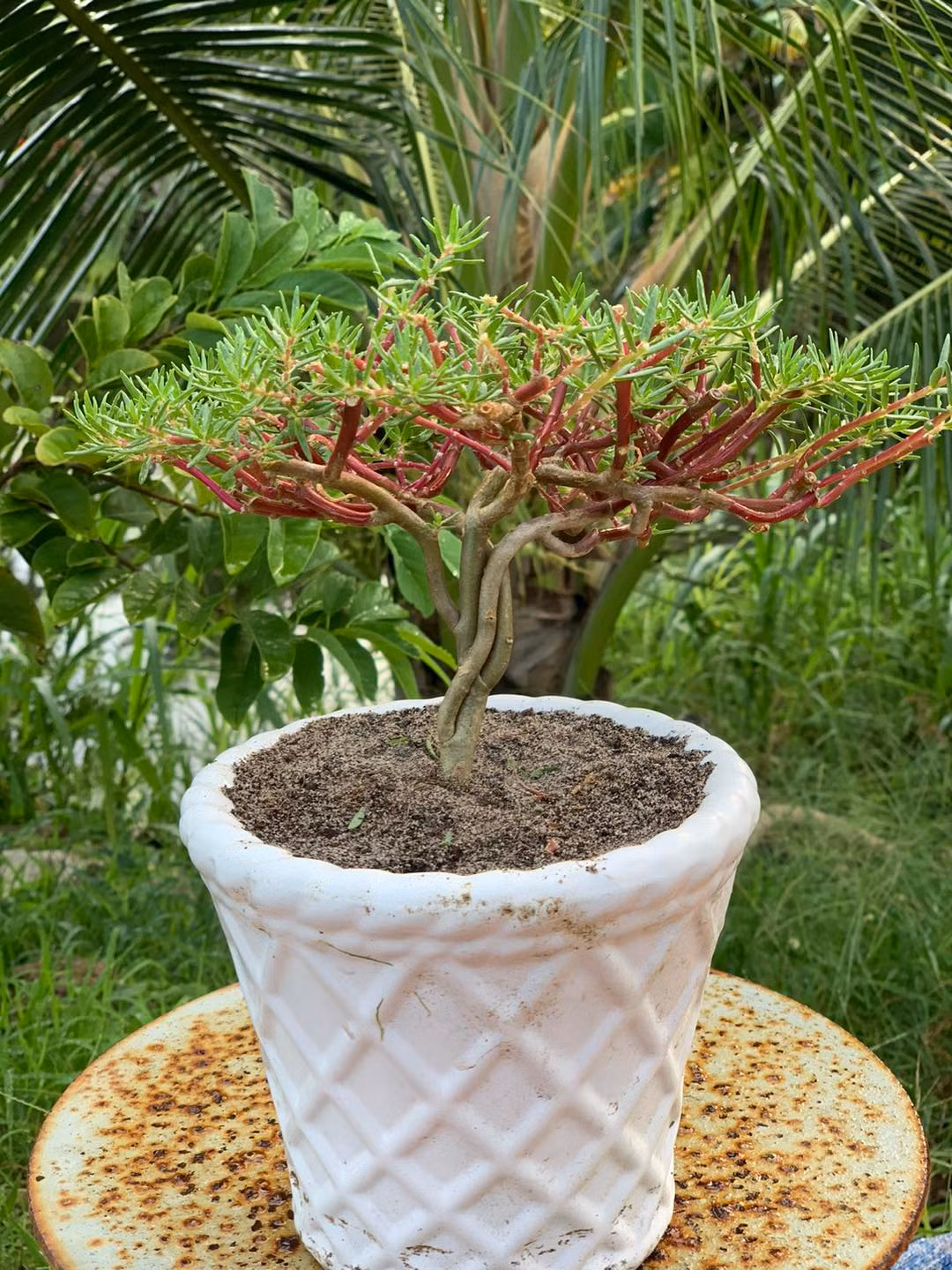 Công đoạn cuối cùng là xếp hoa mười giờ tạo thành thế khác nhau và trồng cố định vào chậu. Ảnh: Facebook