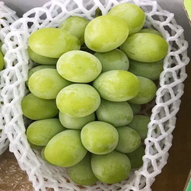 Chi phí cho việc trồng trọt và nuôi dưỡng dòng nho mẫu đơn nhân sâm Hàn Quốc khá cao dẫn đến giá thành cao hơn nho mẫu đơn thông thường. Ảnh: T Fruits