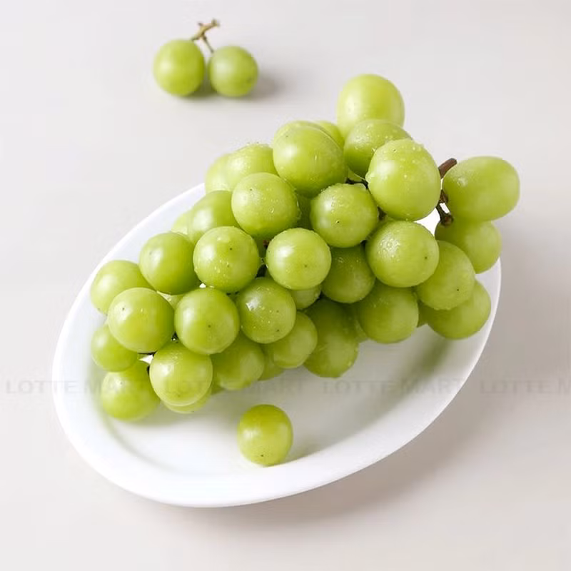 Mỗi chùm nho mẫu đơn nhân sâm Hàn Quốc chỉ nặng từ 600-750gam, thường đóng quy cách 3 chùm mỗi thùng khoảng 2-2,2kg. Ảnh: LOTTE Mart