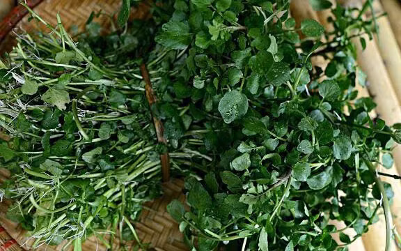Sau khoảng 45 ngày trồng, cải xoong có thể cho thu hoạch. Ảnh: Báo phụ nữ