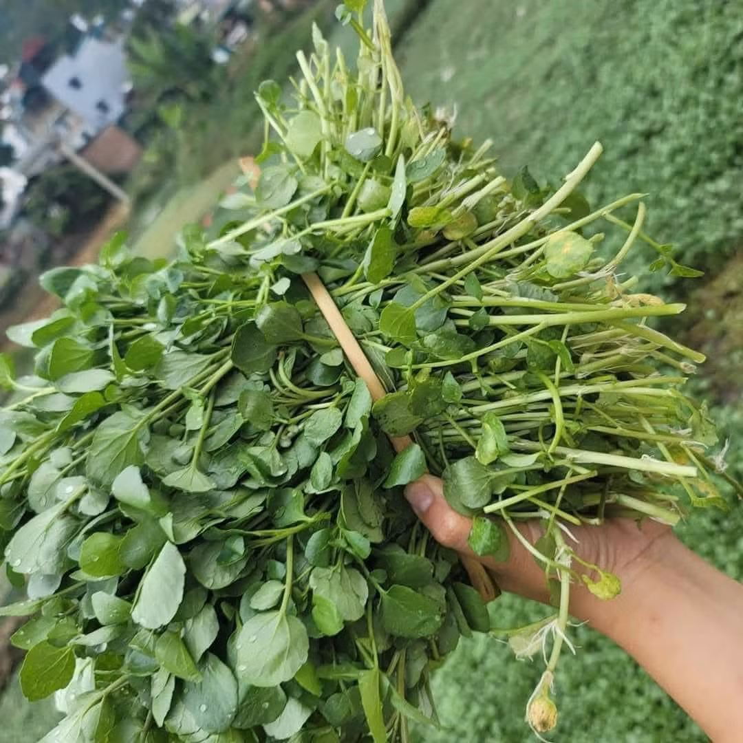 Theo đánh giá của Trung tâm Kiểm soát và Phòng ngừa Dịch bệnh (CDC) Mỹ, rau cải xoong đứng vị trí đầu bảng trong số 41 loại rau và trái cây giàu dinh dưỡng. Ảnh: FB Huyền Anh Fruit