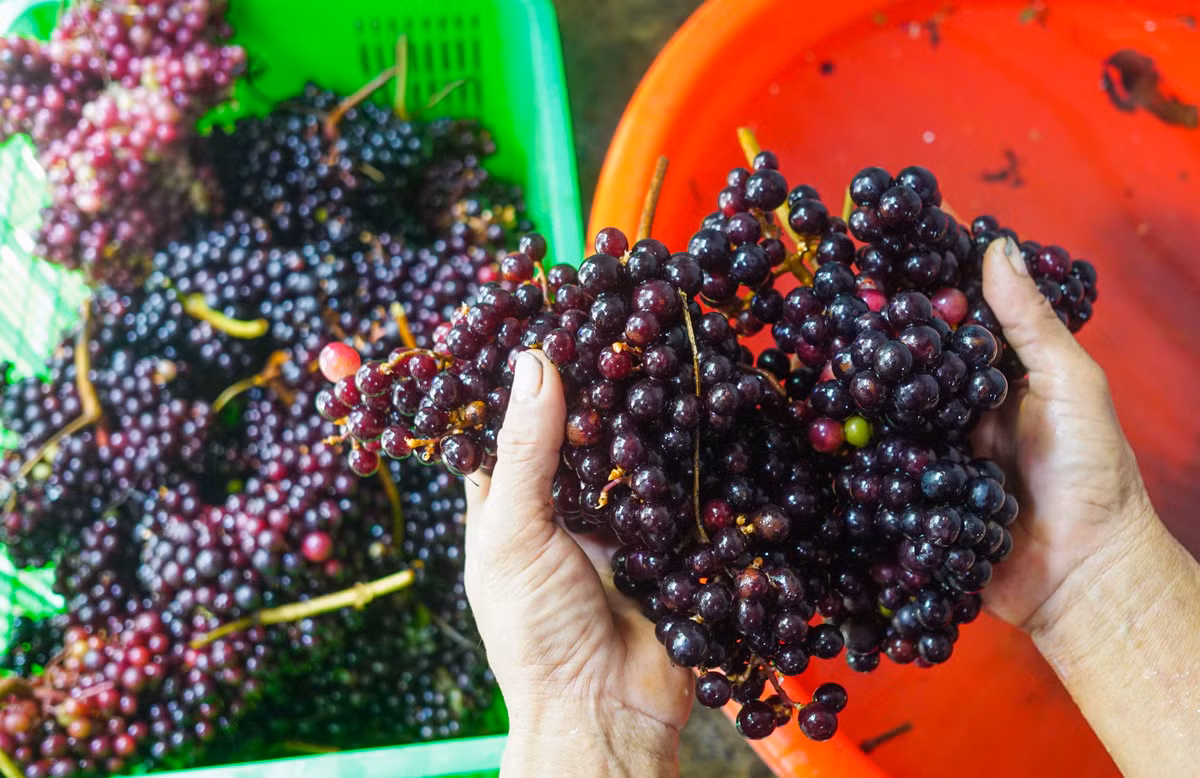 Trên thị trường, nho rừng giá dao động từ 100.000 - 120.000 đồng/kg, cuối mùa giá lên tới 180.000 đồng/kg. Nho rừng chín có thể dùng ngâm rượu, làm rượu vang, ngâm siro...Ảnh: Facebook
