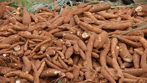 San tuoi rot gia chi con 2.000 dong/kg