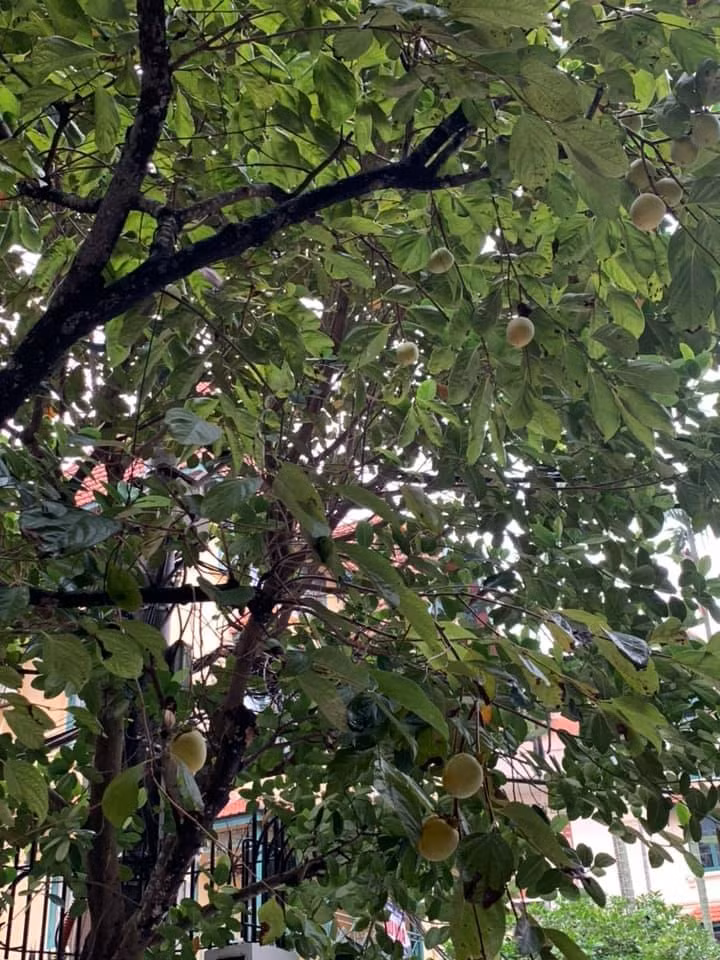 Cây ăn trái sum suê trong vườn. Ảnh: FBNV