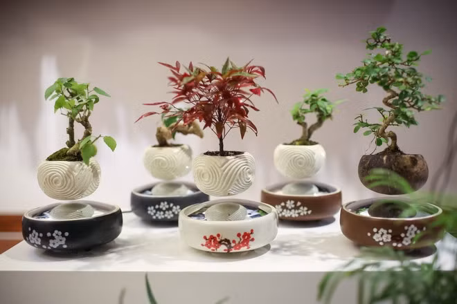 Năm 2016, một nhóm nghiên cứu đến từ Nhật Bản gây “sốt” với thế giới bonsai khi ứng dụng công nghệ mới để cho ra đời những chậu bonsai bay lơ lửng trong trạng thái không trọng lực. Ảnh: Vietnam+