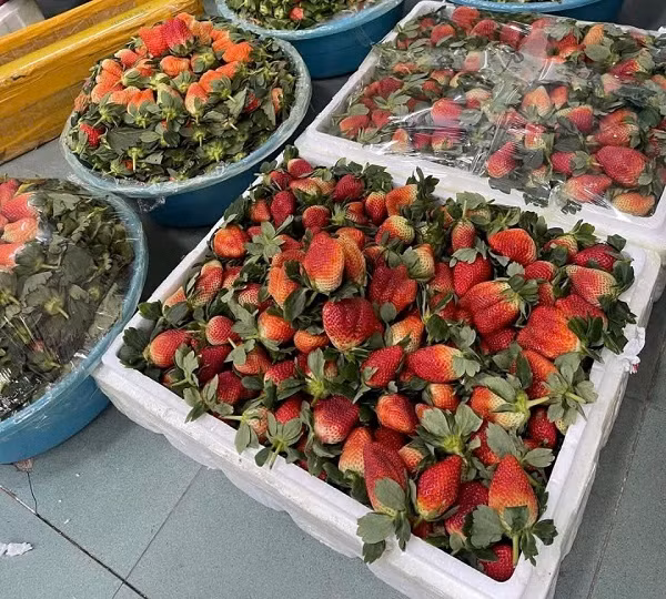 Vì sao dâu tây giá rẻ tràn ngập chợ? - Hình 2 Vi sao dau tay gia re tran ngap cho?-Hinh-2