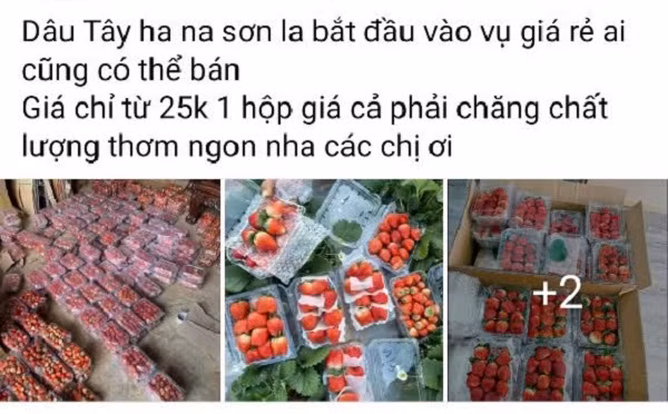 Vì sao dâu tây giá rẻ tràn ngập chợ? Vi sao dau tay gia re tran ngap cho?