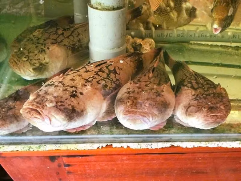 Loài cá này thường sống trong hang hốc, khe đá và rạn san hô dưới đáy biển nên khó phát hiện. Ảnh: VOV
