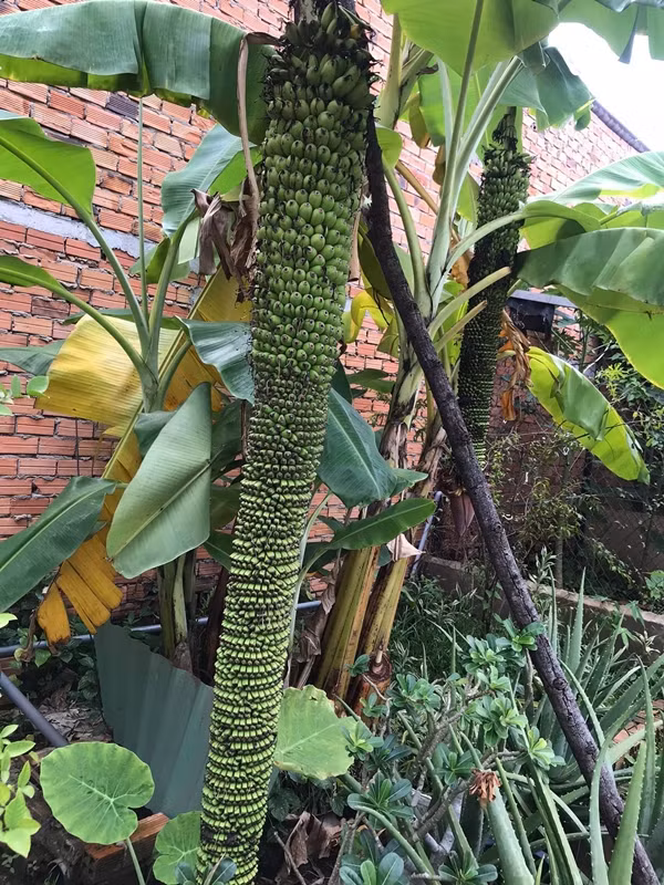 Buồng chuối “mẹ Âu Cơ” trong vườn của một người phụ nữ khiến dân tình xôn xao. Ảnh: Dân Việt