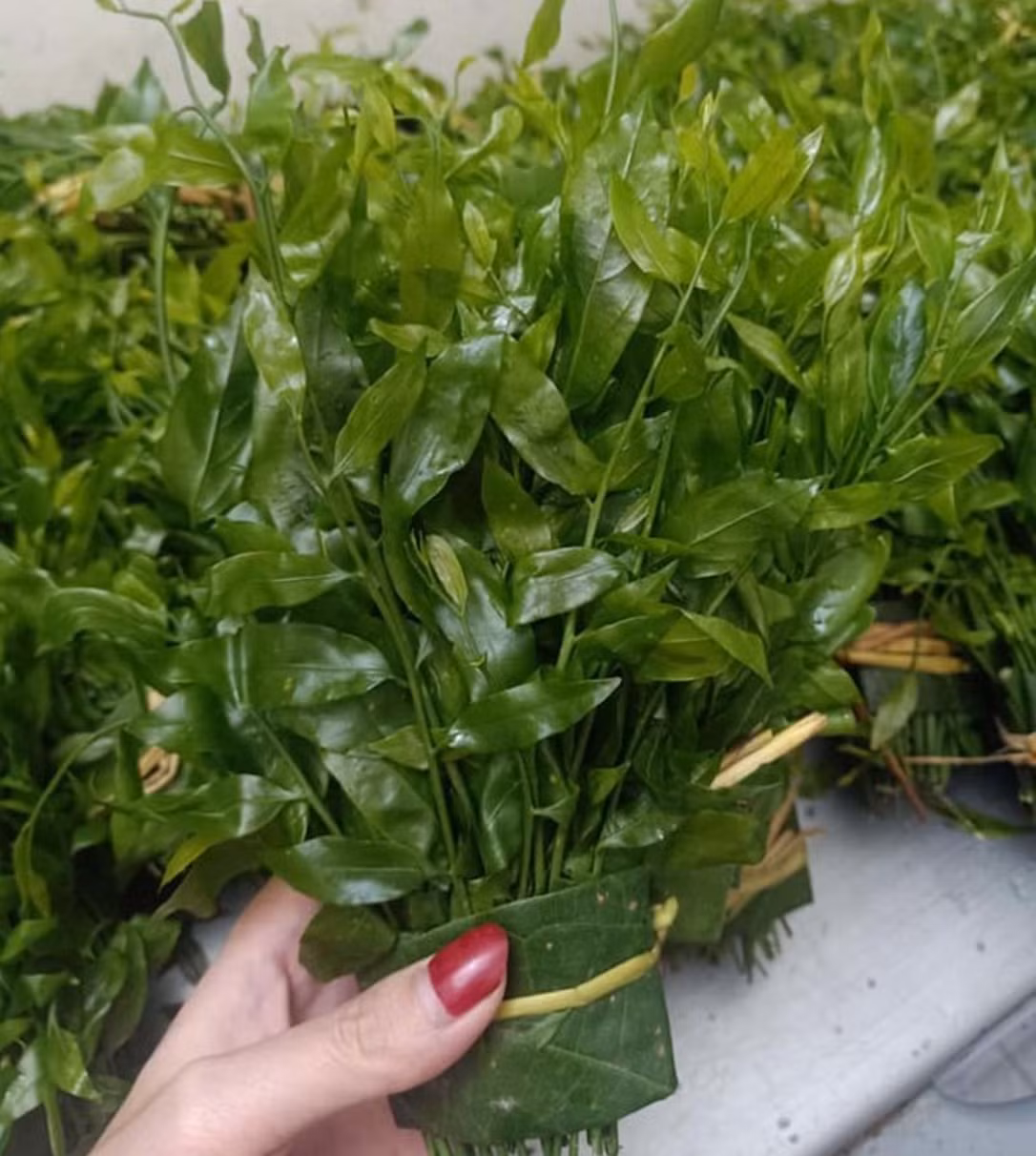 Rau sắng, hay còn gọi là rau ngót rừng, là đặc sản của vùng núi phía Bắc, cũng là loại rau đắt hơn thịt cá. Ảnh: Dân Việt