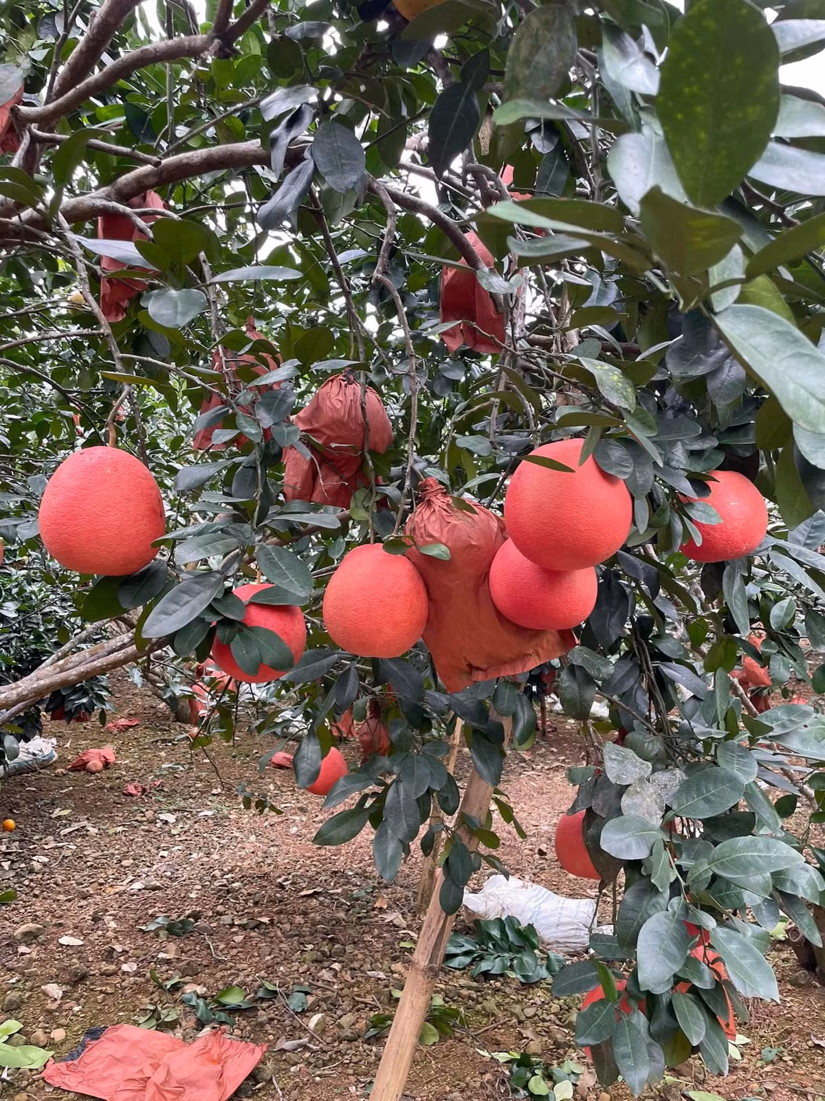 Mỗi dịp Tết đến, bưởi đỏ tiến vua lại được khách hàng đổ xô đến đặt mua. Ảnh: FB Thanh Thủy