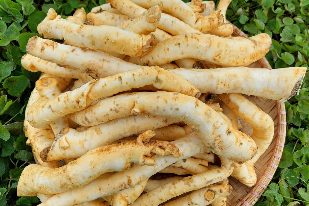 Mứt đinh lăng đắt đỏ do cách làm khá kỳ công. Để làm được 1kg mứt đinh linh phải dùng tới 7-8kg củ đinh lăng nguyên liệu do chỉ dùng phần mềm nhất của rễ cây. Ảnh: Vietnamnet