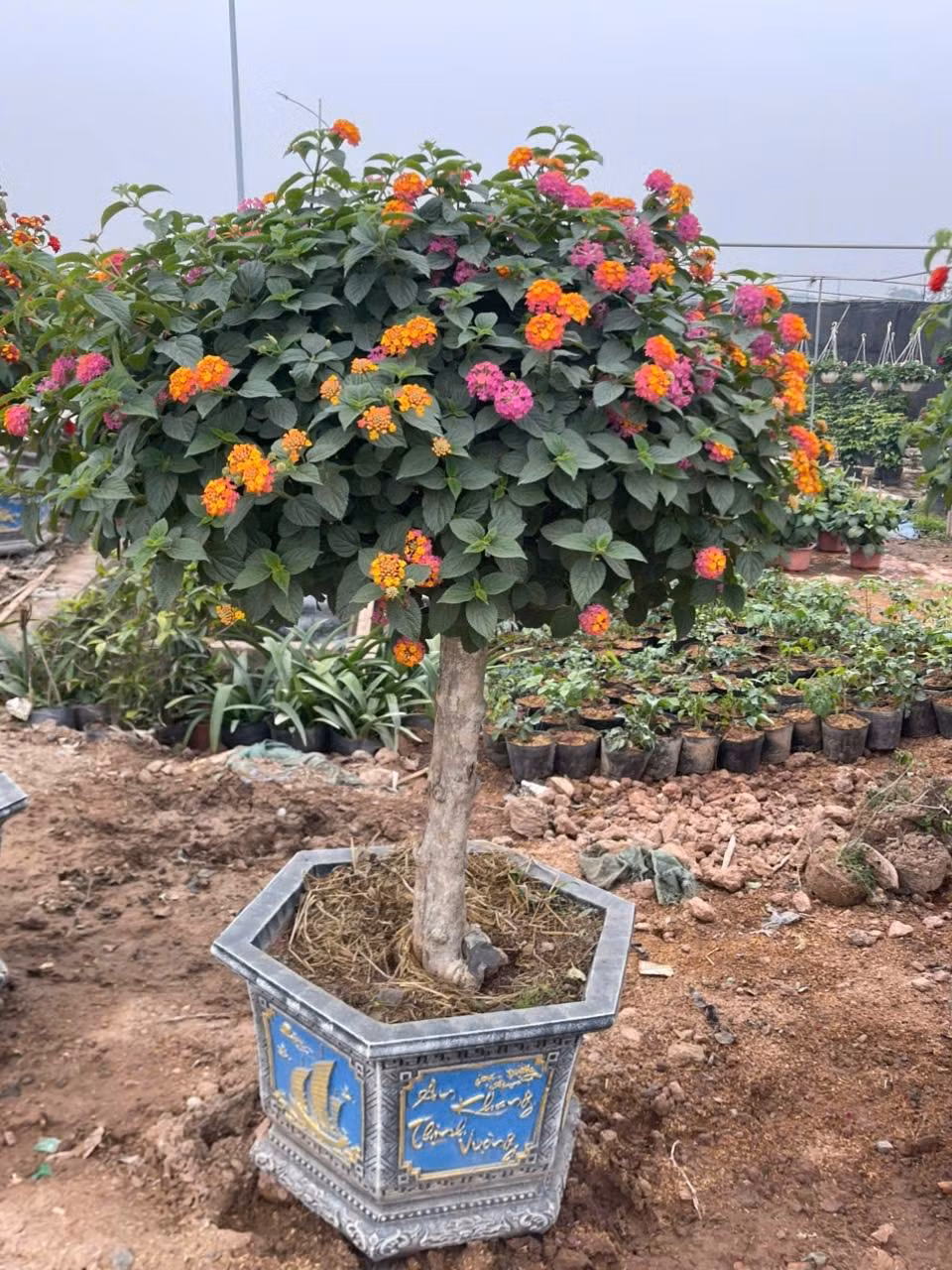 Vài năm gần đây, hoa ngũ sắc được các nghệ nhân đưa lên chậu thành bonsai mang lại giá trị kinh tế cao. Ảnh: Facebook