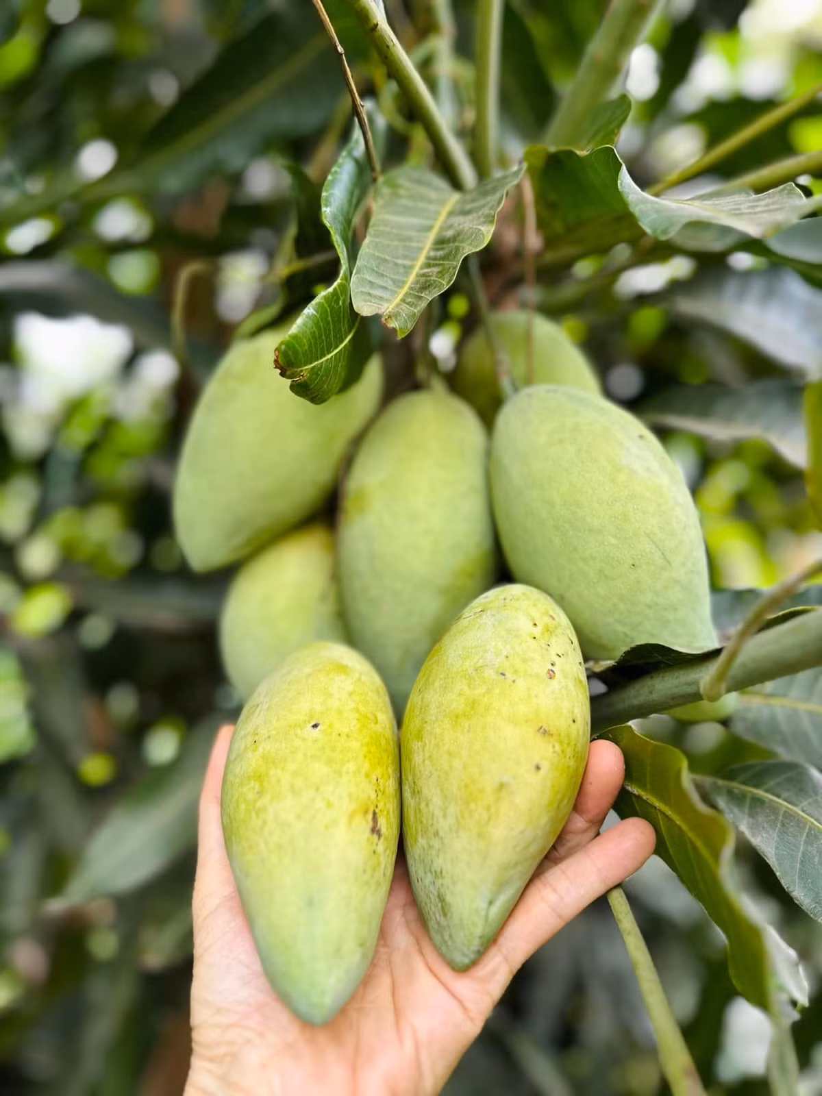 Xoài trĩu quả như muốn gãy cành. Ảnh: FB Hoàng Thị Mỹ Lệ