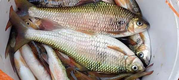 Vào mùa, giá cá mát dao động từ 300.000 – 400.000 đồng/kg. Lúc khan hiếm, cá mát Nghệ An có thể lên tới 500.000 đồng/kg. Ảnh: Đai biểu Nhân dân dân Nghệ An