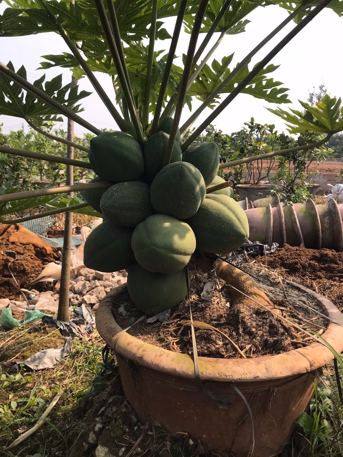 Trung bình, mỗi cây đu đủ cho từ 20 - 30 trái, một số cây nhiều thân hơn có 30 - 40 quả. Ảnh: Facebook