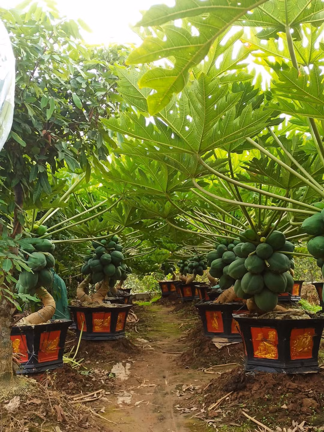 Mỗi cây bonsai đu đủ hoàn chỉnh phải mất 2 - 3 năm trồng và tạo dáng thế. Ảnh: Facebook