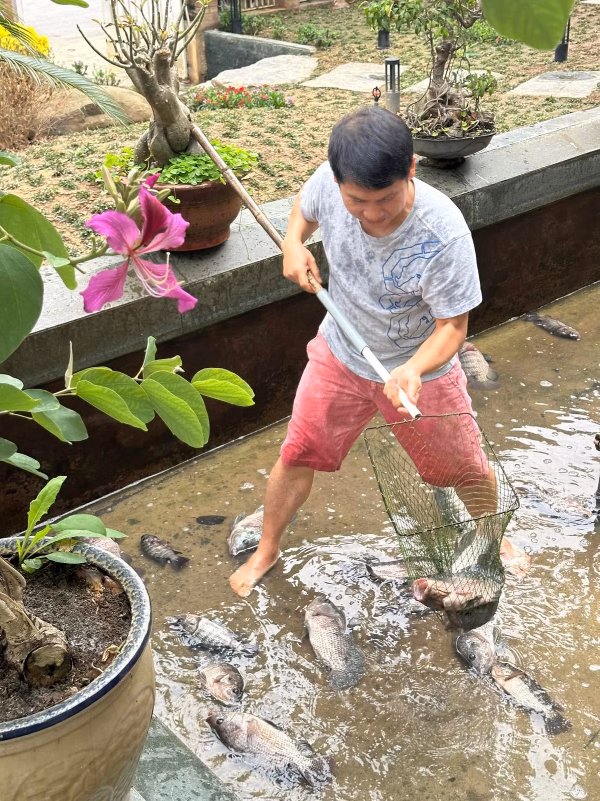 Trọng Tấn khoe thu hoạch nhiều cá rô phi trong nhà vườn. Ảnh: FB ca sĩ Trọng Tấn