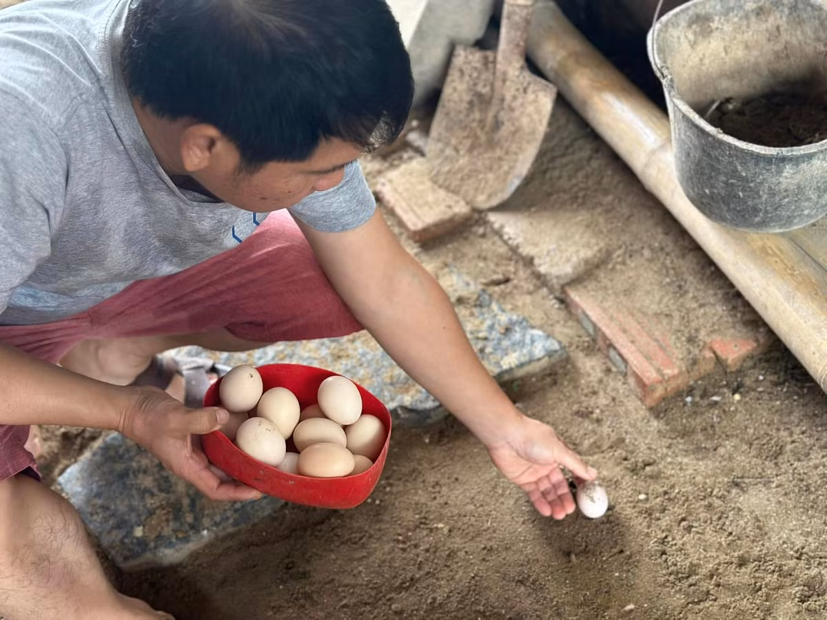 Trên trang cá nhân, "ông hoàng nhạc đỏ" Trọng Tấn chia sẻ hình ảnh thu hoạch nông sản trong vườn nhà thu hút sự chú ý của khán giả. Ảnh: FB ca sĩ Trọng Tấn