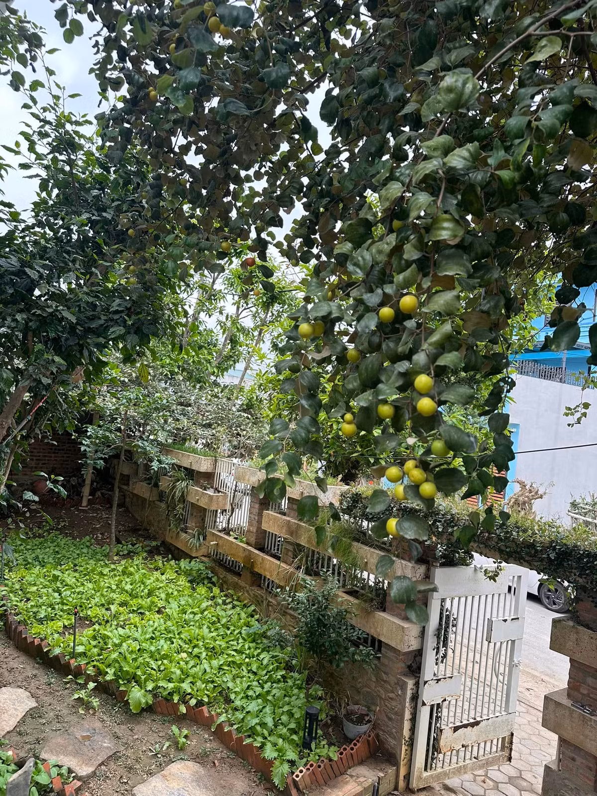Ca sĩ Trọng Tấn cho biết, đây là nơi đi chốn về, là quê hương, nơi sinh hoạt của đại gia đình, ông bà, cha mẹ, con cái trong những ngày lễ Tết, giỗ chạp. Ảnh: FB ca sĩ Trọng Tấn