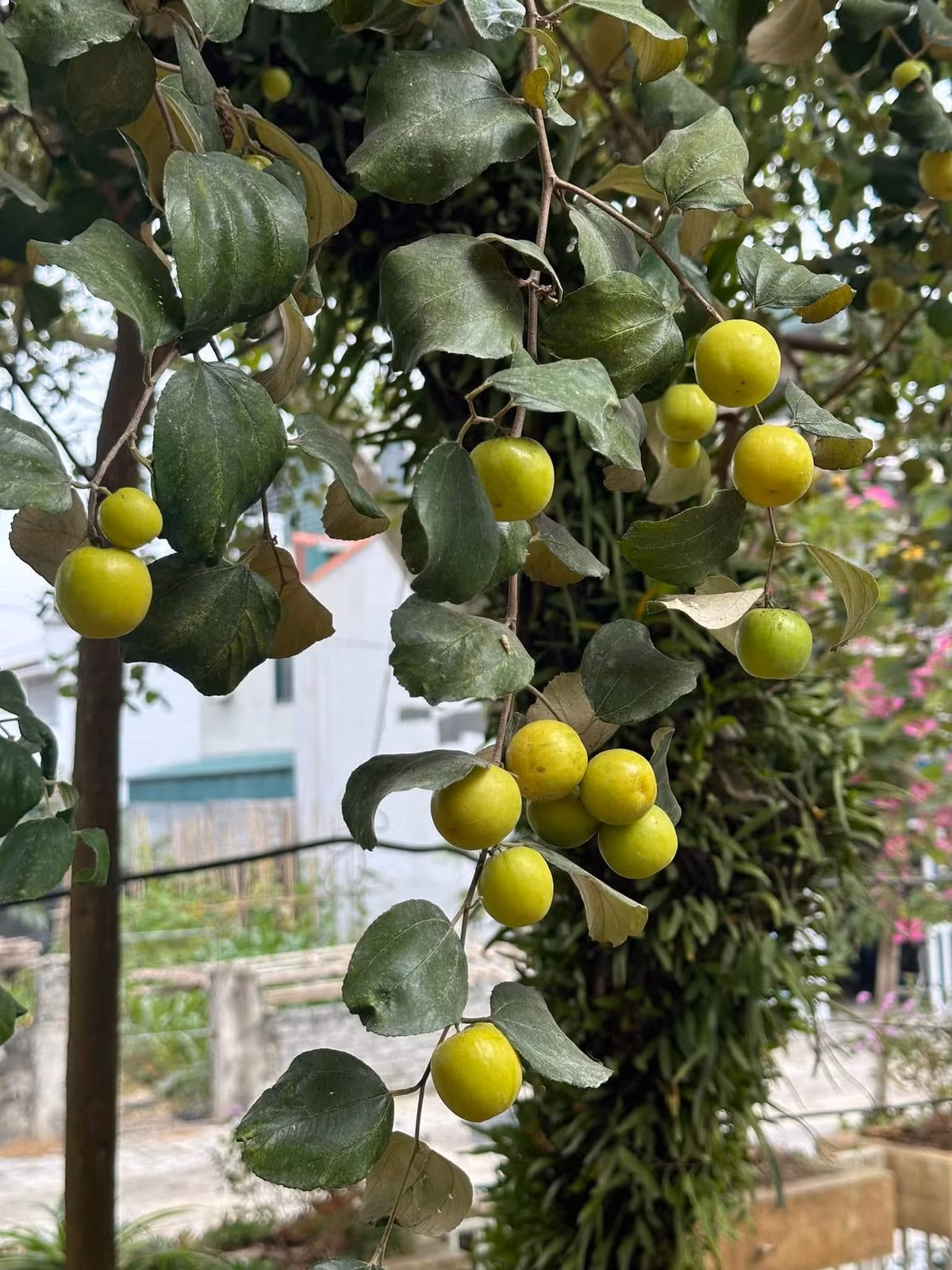 Ngôi nhà được bao quanh bởi khu vườn rộng lớn. Ảnh: FB ca sĩ Trọng Tấn