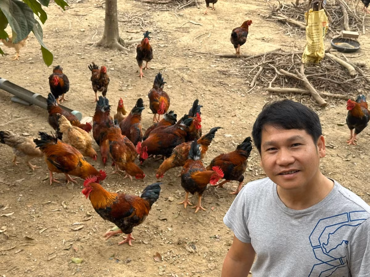 Nhà vườn trồng rau nuôi gà ở Thanh Hóa của ca sĩ Trọng Tấn Nha vuon trong rau nuoi ga o Thanh Hoa cua ca si Trong Tan