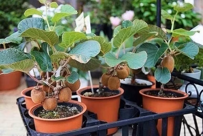 Bên cạnh các loại bonsai cây ăn quả quen thuộc như sung, táo, khế, ổi... thị trường cây cảnh còn xuất hiện bonsai kiwi mới lạ. Ảnh: Aywal Thailand Mini