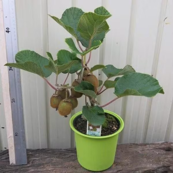 Theo người bán, kiwi lùn khá dễ trồng, ít sâu bệnh, thích hợp trồng trong chậu tạo dáng bonsai. Ảnh: Pinterest