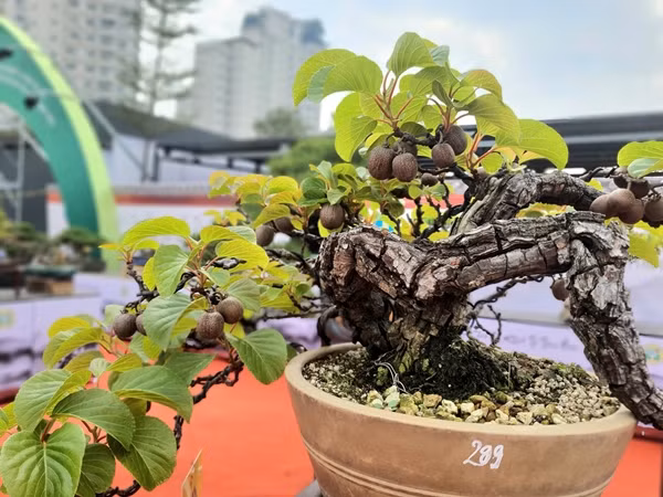 Tại một triển lãm sinh vật cảnh mới đây tại Hà Nội, anh Trần Xuân Quý, trú tại Đại Kim (Hoàng Mai, Hà Nội) thu hút sự chú ý của khách tham quan khi mang tới tác phẩm bonsai kiwi đẹp lạ. Ảnh: Người đưa tin