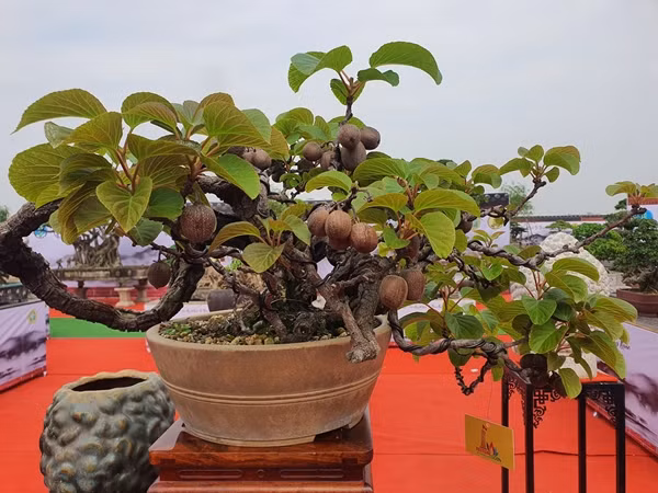 Dù trồng trong chậu nhưng kiwi luôn xanh tốt và cho nhiều trái. Ảnh: Người đưa tin