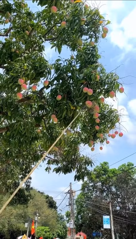 Đặt dưới bầu trời xanh, đầy nắng, cây xoài càng thêm nổi bật. Ảnh: Facebook