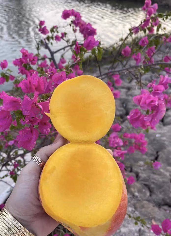 Đặc biệt, xoài Úc có hương thơm vừa ngào ngạt, vừa dịu ngọt, rất dễ phân biệt. Ảnh: Facebook