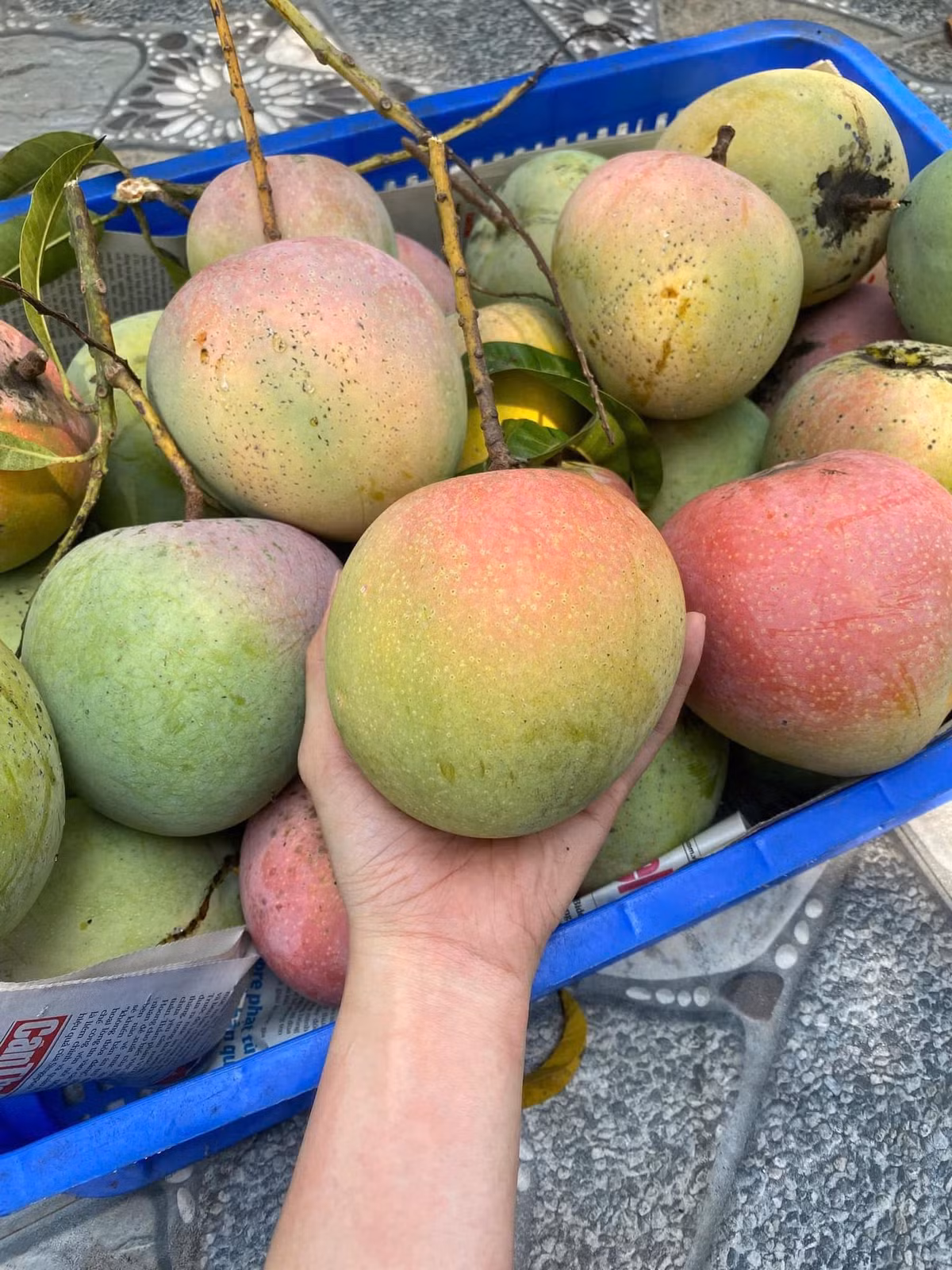 Trái xoài Úc không dài như các loại khác mà lại tròn tròn, tựa như quả táo và đào hơn. Ảnh: Facebook