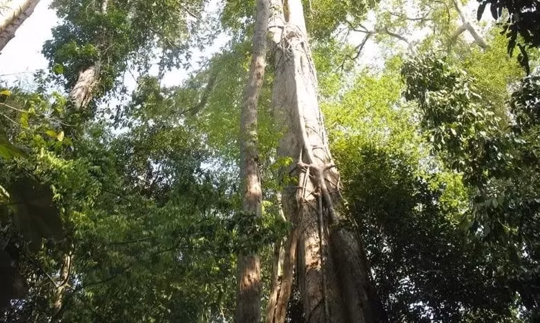 Tuy nhiên, trắc có trên thị trường Việt Nam hiện nay chủ yếu nhập khẩu từ Lào, Thái Lan. Ảnh: CaygiongDongNai