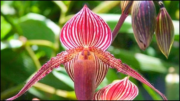 Lan Gold of Kinabalu Orchid (hay còn gọi lan Rothschild) là loài hoa quý hiếm, chỉ có duy nhất tại Vườn quốc gia Kinabalu (Malaysia). Ảnh: Internet