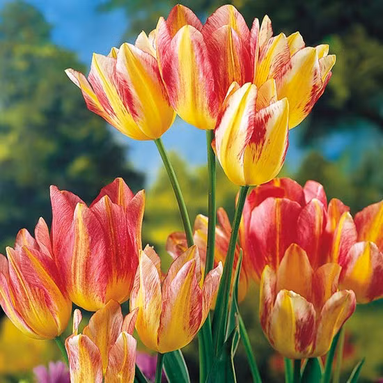 Mang vẻ đẹp cổ điển vượt thời gian, hoa tulip thế kỷ 17 là một trong những loài hoa được săn lùng nhất. Ảnh: Internet