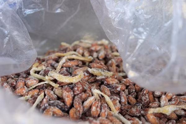 Nhưng vùa đông, giá mứt hạt bàng Côn Đảo đắt hơn, có thể lên đến 500.000 - 600.000 đồng/kg. Ảnh: Mia