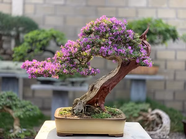 Linh sam núi là giống cây khỏe, dễ tạo tác nhưng để cho ra đều và đẹp cần chú ý tưới nước và dinh dưỡng. Ảnh: Caycanhdep24h