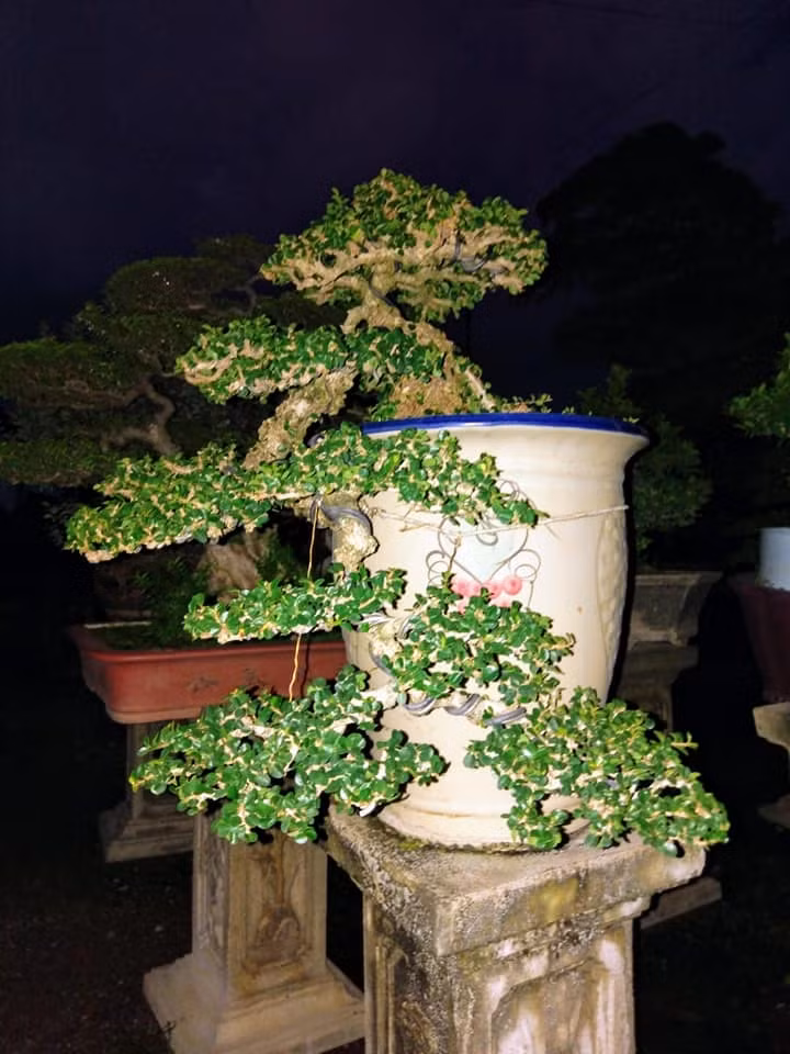 Rễ cây to, chắc khỏe, có thể đâm sâu qua nhiều tầng đất để hút chất dinh dưỡng, từ đó giúp cây có sức sống mạnh mẽ. Ảnh: Caycanhdep24h