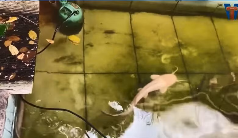 NSND Hồng Vân còn nuôi một cặp cá trê trắng muốt trong hồ. Ảnh chụp màn hình