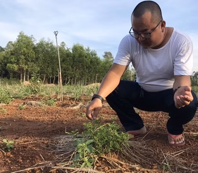 Nhưng hiện nay, loại cây này dần bị thu hẹp, rất khó tìm thấy trong tự nhiên. Nhận thấy tiềm năng của loại cây này, một số người mở rộng quy mô trồng để bán ra thị trường. Ảnh: Dân Việt