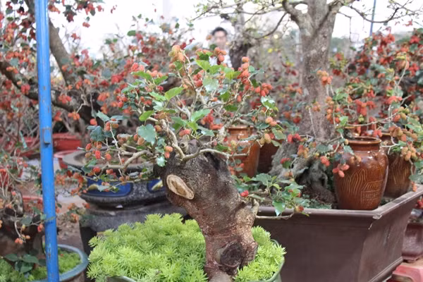 Ngoài bán nguyên cây, dâu tằm bonsai còn được các nhà vườn cho thuê từ 500.000 - 5 triệu đồng, tùy dáng thế, tuổi thọ của cây. Ảnh: Công luận