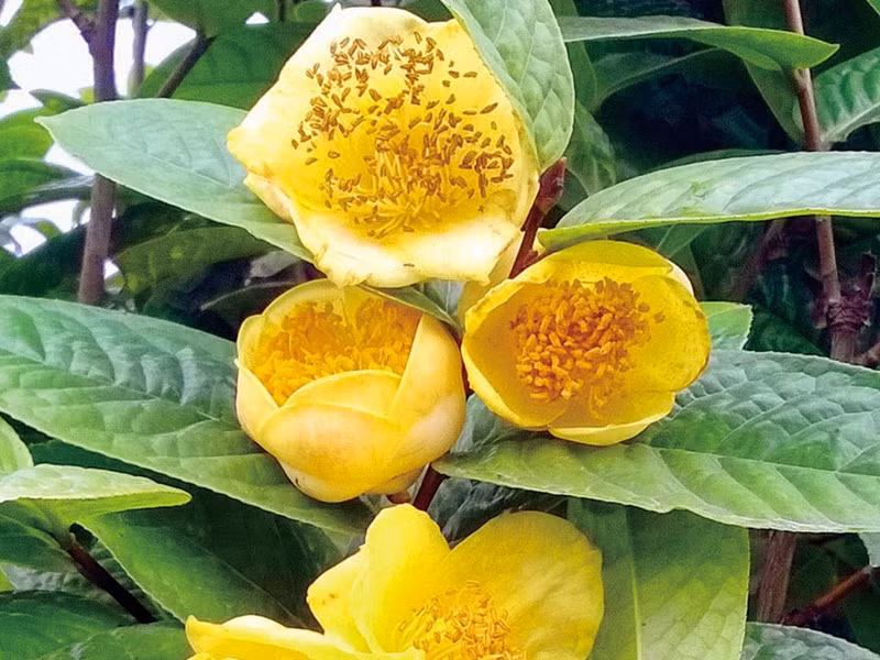 Thời gian gần đây, trà hoa vàng được nhiều người tìm mua. Trên thị trường, giá trà hoa vàng tươi dao động từ 300.000 - 900.000 đồng/kg, tùy vào chất lượng. Ảnh: Internet