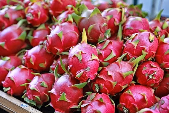 Thanh long Bình Thuận chủ yếu tiêu thụ nội địa và xuất khẩu. Trong đó, thị trường nội địa chỉ tiêu thụ khoảng 15% sản lượng, còn lại khoảng 85% được xuất khẩu. Ảnh: Internet